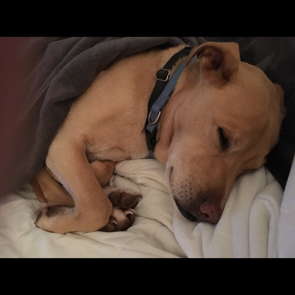 Meet your Posher, Dinah